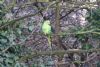 Ring-necked Parakeet at Priory Park (Mike Bailey) (90850 bytes)